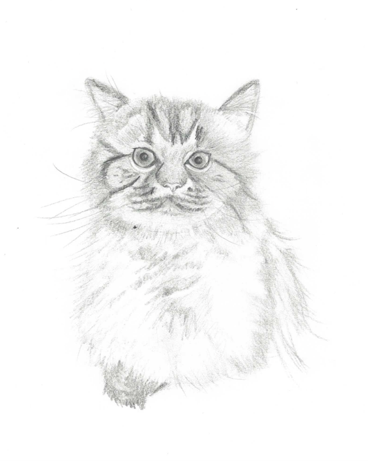Pet Portrait Commission