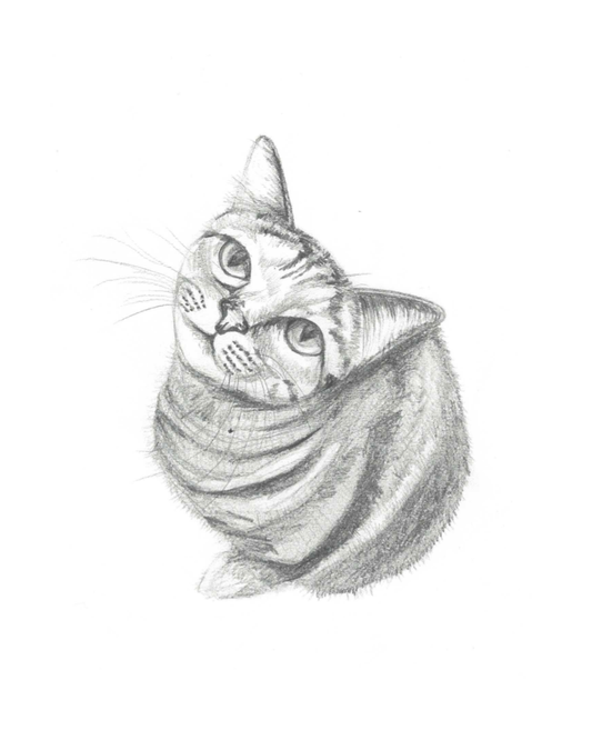 Pet Portrait Commission